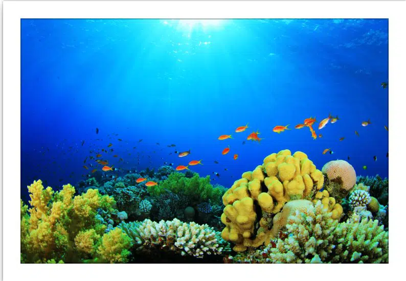 TRANH HỒ CÁ SAN HÔ 2